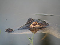 Gator_in_canal